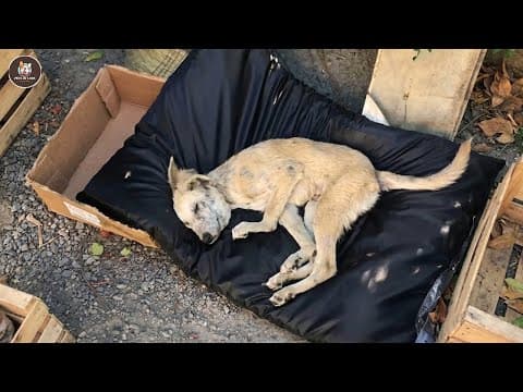 He Almost Gave Up, But His Eyes Lit Up Again The Moment He Was Hugged And Loved