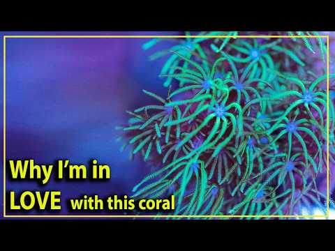 Pipe Organ Coral - Why They Are My Favorite And Will Be Yours Too