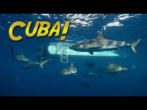 Diving The Pristine Reefs Of Cuba!