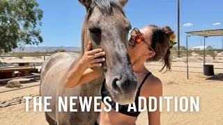 Diy Backyard Makeover To Welcome Our Newest Horse Home!