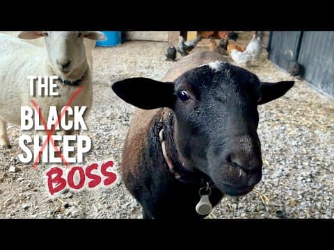 The Black Sheep | Outcast or Leader?