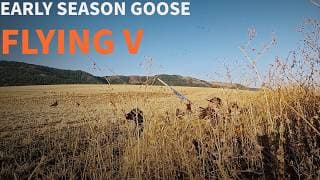 Early Season Idaho Goose Hunting | With Flying V Waterfowl