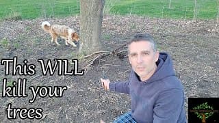 Pruning Tips, And One Mistake That Will Kill Your Trees!