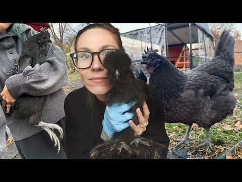 My 13 Goth Chickens!! Meet My Birds + Coop Tour! Ayam Cemani, Silkies, Black Australorps & More