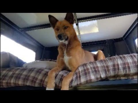 Live Now From The Camper Near Silverton, Colorado - Sick Day At Camp