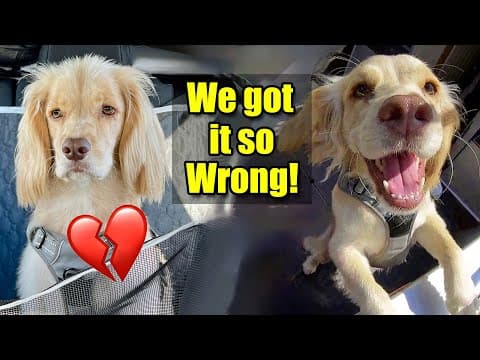 He Wasn’t Misbehaving 🐶 He Was Miserable! 💔