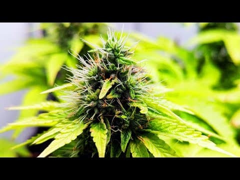 Vivosun Smart Grow Box Series Ep. 3: Flowering, Harvest, Cure And Yields
