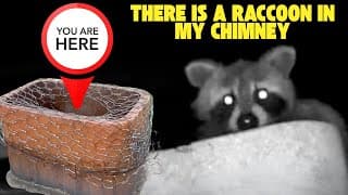 Help! There Is A Raccoon In My Chimney