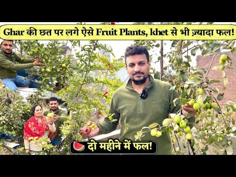 Terrace Garden में Fruit Plant Result देखें Chhat Par Double Harvest घर पर Khet से ज्यादा फल