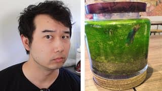 New Betta Ecosphere Just Dropped | Fish Tank Review 318