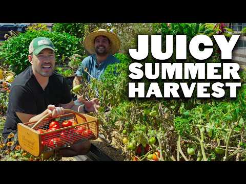 Juicy Late Summer Harvest with @jacquesinthegarden 🧺