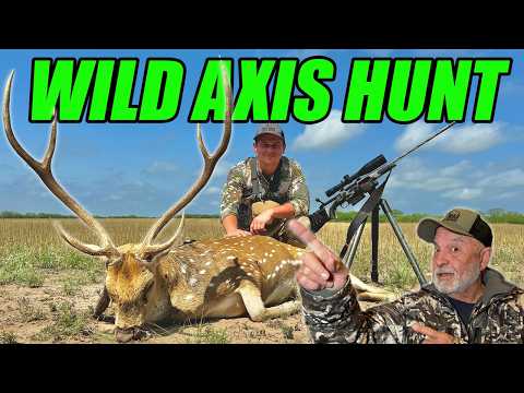 Huge Free Range Axis Buck