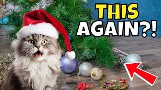 What Your Cat Really Thinks About Christmas: Holiday Behaviors Explained