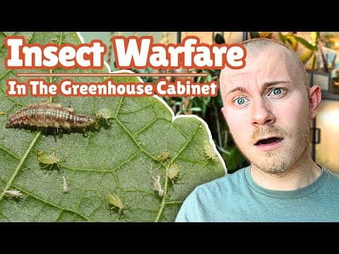 Releasing Hundreds Of Beneficial Insects Into My Ikea Greenhouse Cabinet For Plant Pest Control!