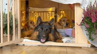 I Built The Coziest Storm Hideout For My Dogs