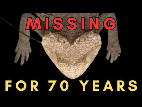 Lost Species Found - How Ditmars' Horned Lizard Was Rediscovered