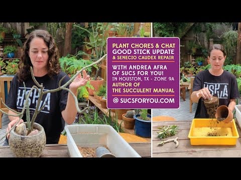 Plant Chores And Chat: Good Stick Plant Update + A Caudex Oops Repair