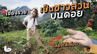 ใช้ชีวิตเป็นชาวสวนกาแฟ 1 วัน I แม่ฟ้าหลวง เชียงราย