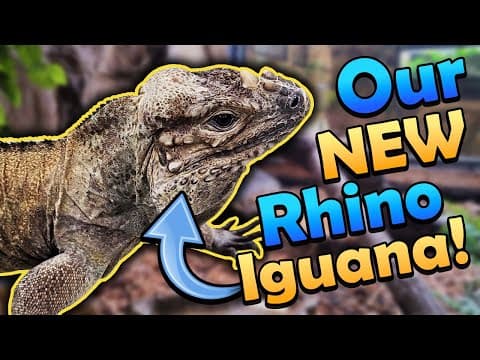 Zoo Update! New Iguana, Misting System, And More!
