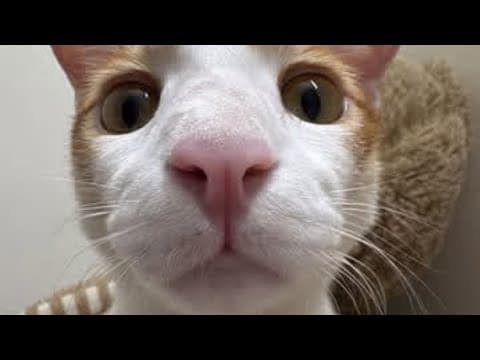 The Best Funny Cat And Dog Video Compilation Of 2025 | Try Not To Laugh! Part.9