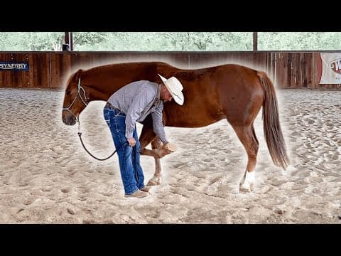 This Horse Was A Nightmare For The Farrier