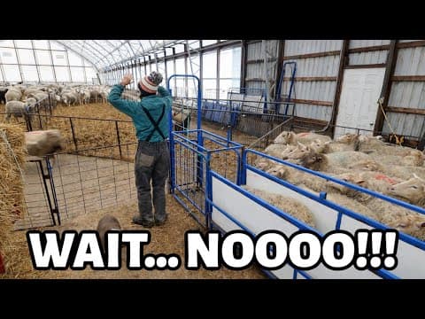 The Sheep Continue To Keep Me Humble...