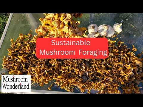 Sustainable Mushroom Foraging