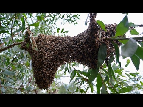 A Massive Swarm Of Bees