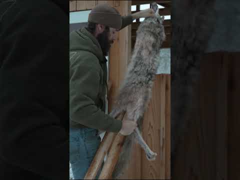 Flintlock Coyote Hunting and Bark Tanning