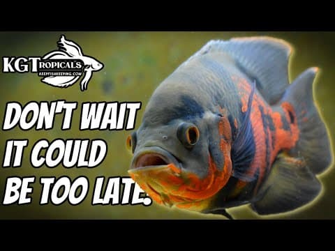 Do These Things To Be Successful With Aquariums