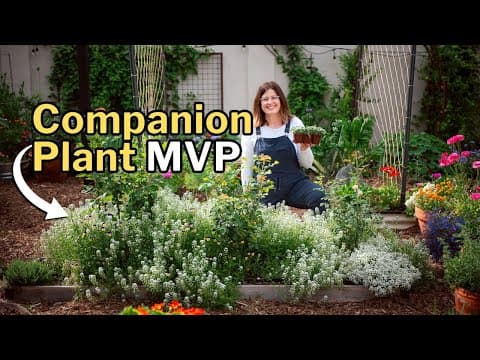 Sweet Alyssum Growing Guide: Natural Pest Control