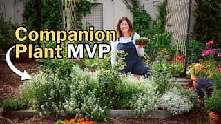 Sweet Alyssum Growing Guide: Natural Pest Control