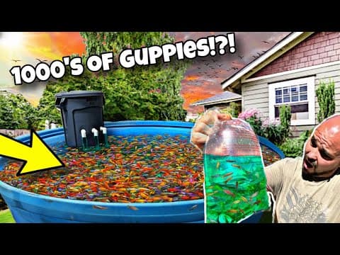 My Largest Guppy Breeding Pond! (1000's Of Guppies)