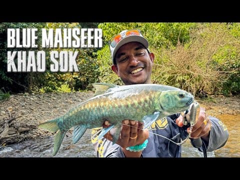 Blue Mahseer Khao Sok