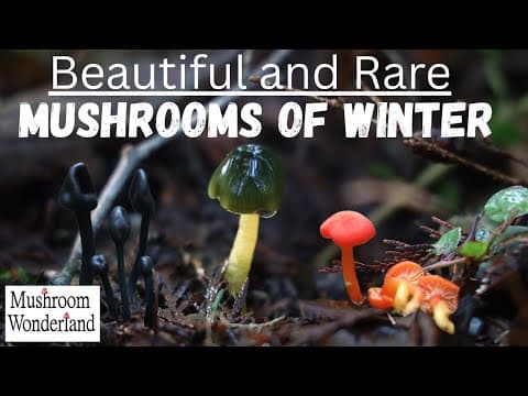 Waxcap Mushrooms- Winters Jewels Of The Woods