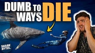 Why Experts Say Ocean Ramsey Is Causing Shark Attacks