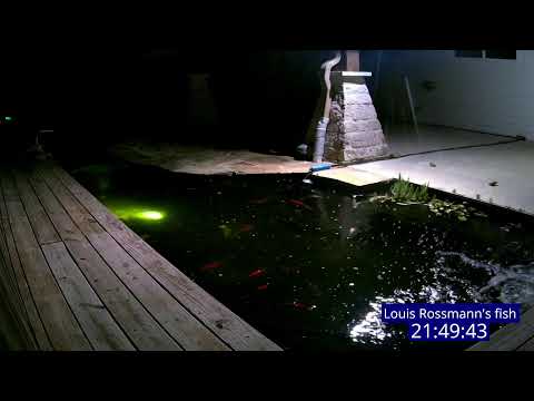 Louis Rossmann Koi Fish & Gold Fish