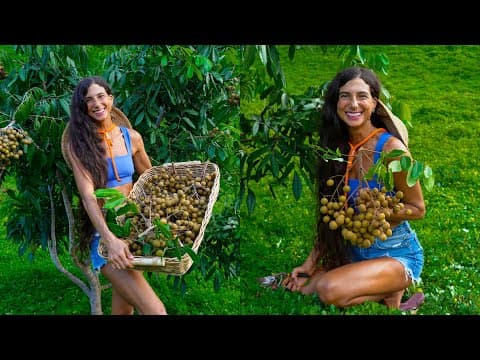 My First Longan Harvest! 🌱 Insane Pick From My 800+ Fruit Tree Organic Orchard In Hawaii 🍈🌴