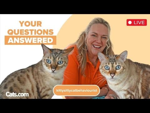 Cat Chat Tuesday With A Festive Twist: All Your Cat Behaviour Holiday Questions Answered By Amanda