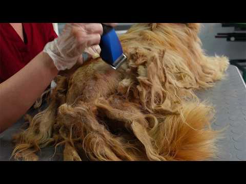 Asmr Dog Grooming