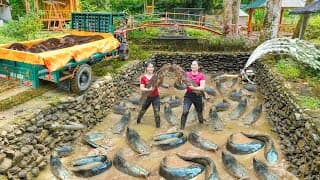 266 Days Harvestlots Of Catfish After 12 Month Of Raising - Use Daily Farm's Transport Fish To Sell