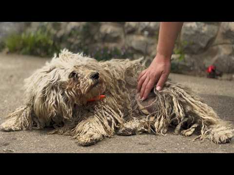 You Won't Believe How This Dog Looks After Shaving All This Matted Fur