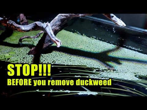 Stop Before Removing Duckweed! Dangers Of Keeping Or Removing It!