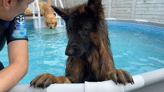 Talkative German Shepherd Refuses To Leave The Pool