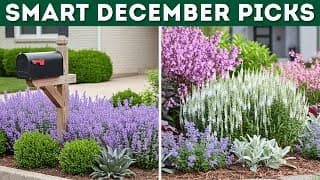 6 Best Perennials From Proven Winners To Plant In December