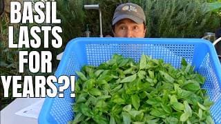 How To Store Fresh Basil For Months Or Years At Season’s End