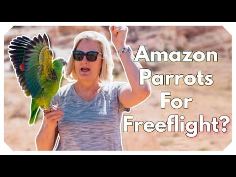 How Laura Trained Her Amazon Parrot For Freeflight | Sprite’s Journey With Birdtricks