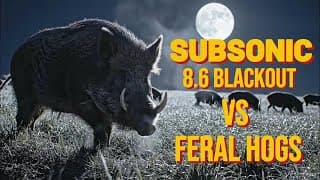 Subsonic 8 6 Blackout Vs Feral Hogs