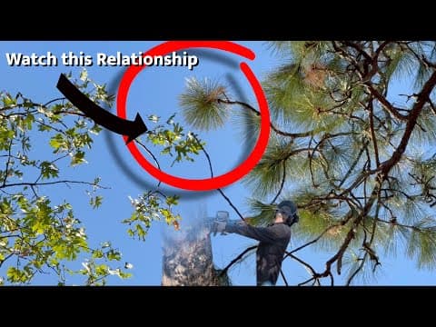 How To Spot The Subtle Clues As The Tree Tips