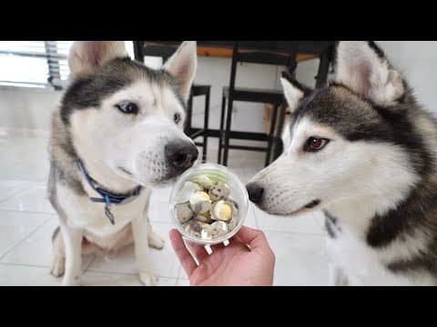 Husky Reacts To Freeze Dried Quail Eggs..